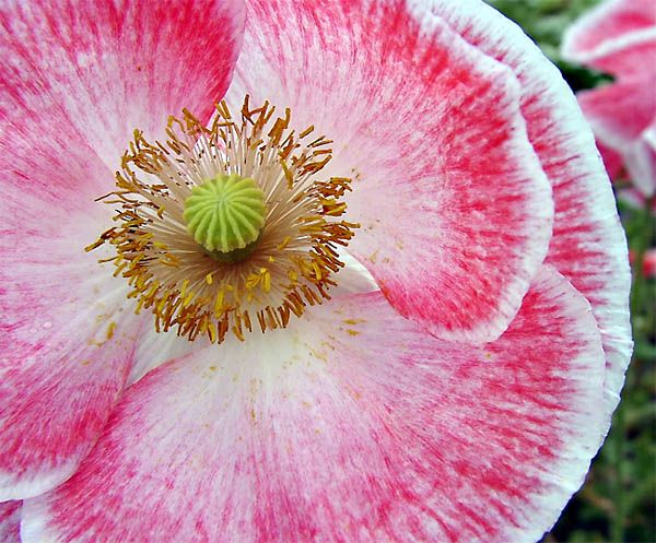mladé opium